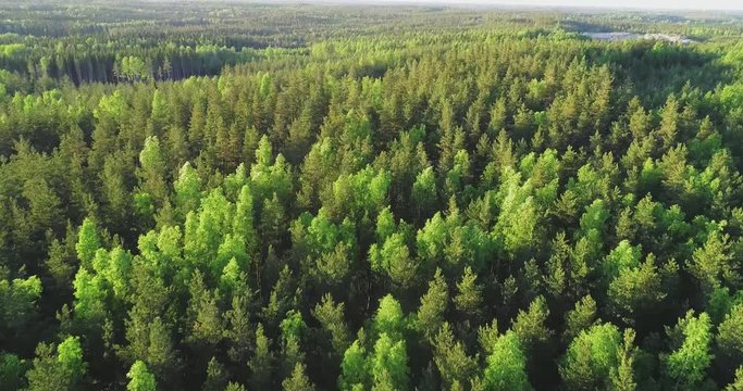 Spring color forest, C4k aerial, reverse, drone shot, over endless, light green, finnish birch and pine trees and scandinavian, green gold woods, on a sunny, summer evening, in Finland