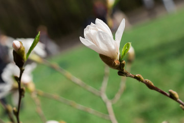 Sprig of white Magnolia - 251555814