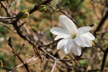 Blossoming flower of white Magnolia - 251555822