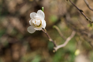 Branch of white Magnolia on a background of green forest - 251555857