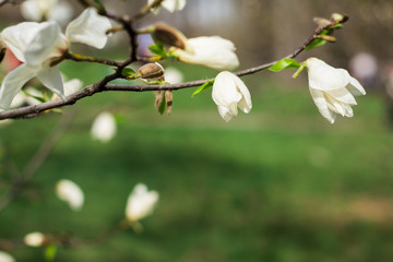Sprig of white Magnolia - 251555861