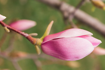 Pink Magnolia Blossom