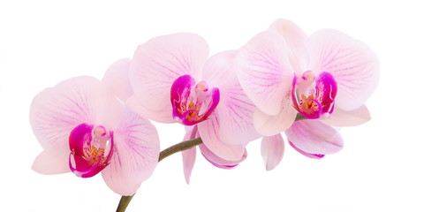 Obraz na płótnie Canvas Close up of a colorful flowering Phalaenopsis orchid isolated on white background