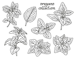 Oregano hand drawn collection