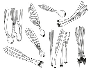 Green oniion vector set