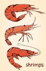 Shrimp hand drawn collection