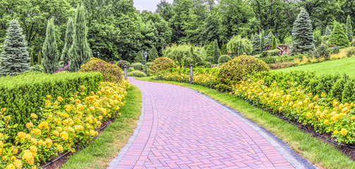A fragment of a beautiful park, a path with yellow roses in the Mezhigirye tract near Kiev, Ukraine.