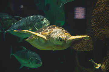 Sea turtle in Astana