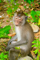 Naklejka na ściany i meble macaco tailandese