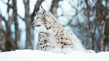 The Arctic Lynx of Scandinavia