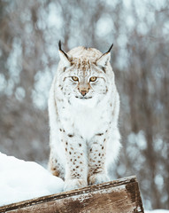 The Arctic Lynx of Scandinavia