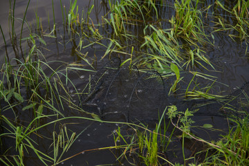 Green grass at the shore