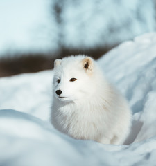 The Arctic Fox of Scandinavia
