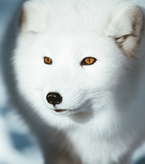 The Arctic Fox of Scandinavia