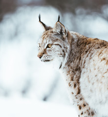Fototapeta premium The Arctic Lynx of Scandinavia
