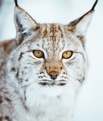 The Arctic Lynx of Scandinavia