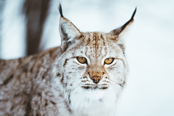 The Arctic Lynx of Scandinavia