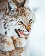 The Arctic Lynx of Scandinavia