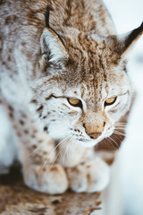The Arctic Lynx of Scandinavia