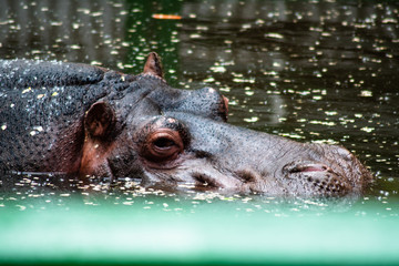 hippopotamus