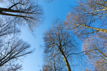 Kahler Wald mit blauem Himmel