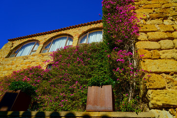 fachada casa antigua con plantas y flores subiendo por la pared