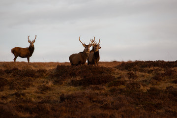 Deers on hill