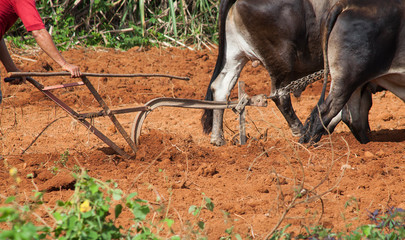 Labourage à Vinales Cuba