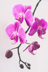 Fototapeta na wymiar pink Phalaenopsis Orchid flower in winter or spring day tropical garden isolated on white background selective focus 