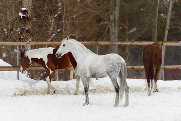 Domestic horses of different colors walking in the snow paddock in winter