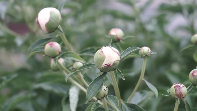 blooming peony bush, beautiful flowers in garden in summer