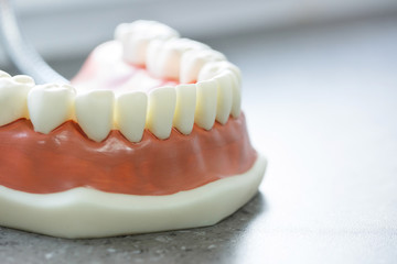 Lower jaw dental model