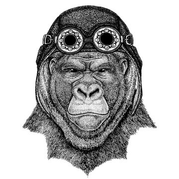 Cute animal wearing motorcycle, aviator helmet Gorilla, monkey, ape Frightful animal Hand drawn image for tattoo, emblem, badge, logo, patch
