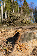 Baumfällarbeiten im Forst, Deutschland