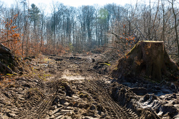 Baumfällarbeiten im Forst, Deutschland