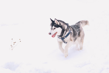 siberian husky running in the snow 