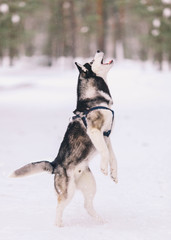 Siberian husky in the snowy forest  in a jump	