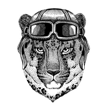Animal wearing aviator helmet with glasses. Vector picture. Wild cat Leopard Cat-o'-mountain Panther Hand drawn picture for tattoo, emblem, badge, logo, patch, t-shirt