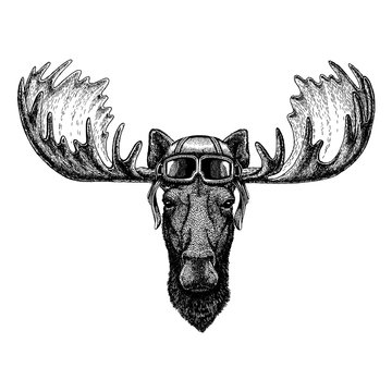 Animal wearing aviator helmet with glasses. Vector picture. Moose, elk Hand drawn illustration for tattoo, emblem, badge, logo, patch, t-shirt
