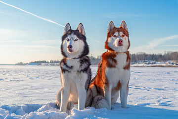 Winter portrait two cute Siberian husky dogs against the blue sky and snow field. © Konstantin