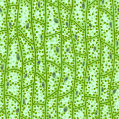 Seamless vector texture of green plant cells under the microscope