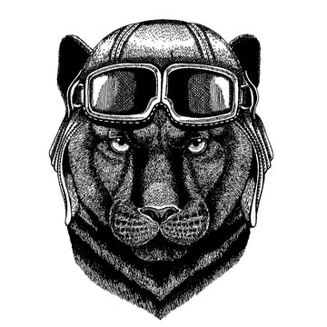 Animal wearing aviator helmet with glasses. Vector picture. Panther Puma Cougar Wild cat Hand drawn image for tattoo, emblem, badge, logo, patch, t-shirt