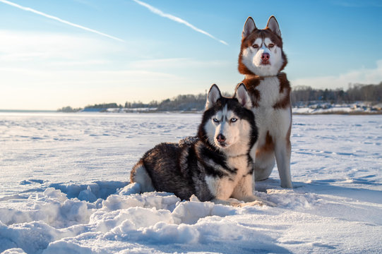 Winter portrait two Siberian husky dogs against the blue sky. Husky dogs sit on snow.