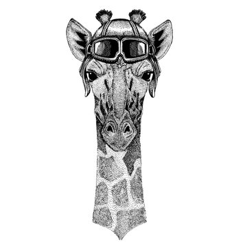 Animal wearing aviator helmet with glasses. Vector picture. Camelopard, giraffe Hand drawn image for tattoo, emblem, badge, logo patch