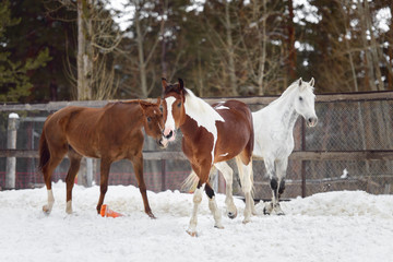 Fototapeta na wymiar Domestic horses of different colors walking in the snow paddock in winter