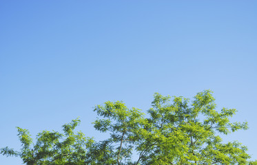 木　葉　空　素材