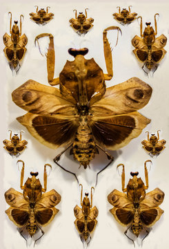 Dead Leaf Mantis (Deroplatys desiccata Westwood)