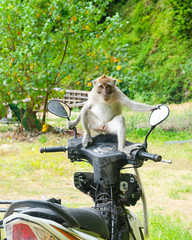 un macaco sul motorino tailandia