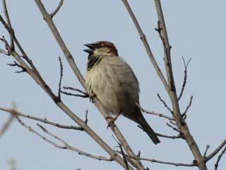 Spring Sparrow