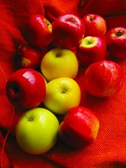 many beautiful yellow and red apples on orange